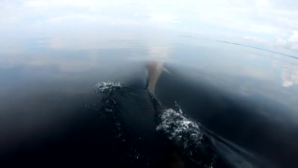 旋转的海豚加入了一条船 在热带清澈的水面上玩着和骑着弓波 — 图库视频影像