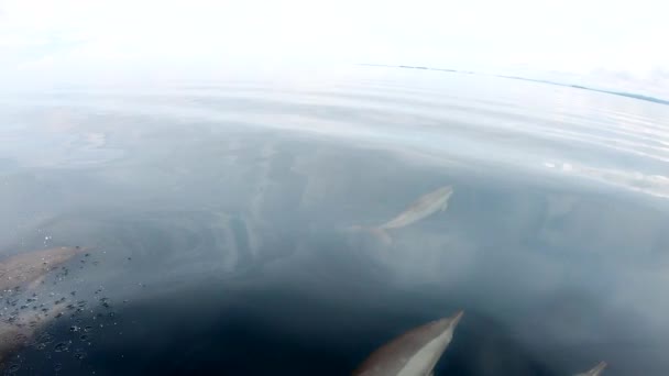 Los Delfines Unen Barco Juegan Montan Ola Arco Agua Dulce — Vídeo de stock