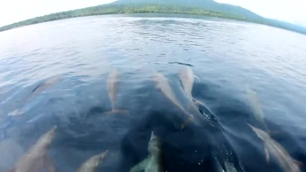 Spinner Δελφίνια Ενταχθούν Μια Βάρκα Παίζουν Και Οδηγούν Κύμα Τόξο — Αρχείο Βίντεο