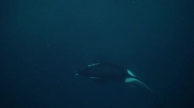 Orkalar kışın Norveç fiyortlarında ringa balığı avlarlar.