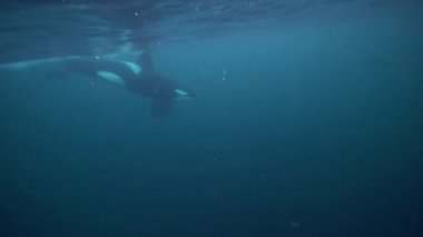 Orkalar kışın Norveç fiyortlarında ringa balığı avlarlar.