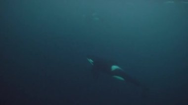 Orkalar kışın Norveç fiyortlarında ringa balığı avlarlar.