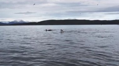 Orkalar kışın Norveç fiyortlarında ringa balığı avlarlar.