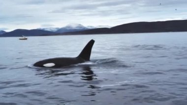 Orkalar kışın Norveç fiyortlarında ringa balığı avlarlar.