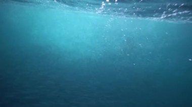 Orkalar kışın Norveç fiyortlarında ringa balığı avlarlar.