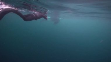 Orkalar kışın Norveç fiyortlarında ringa balığı avlarlar.