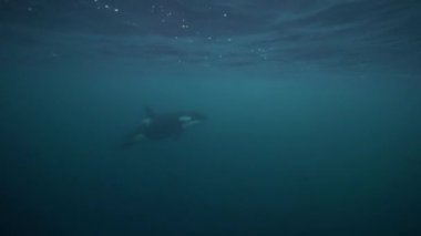 Orkalar kışın Norveç fiyortlarında ringa balığı avlarlar.