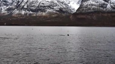 Orkalar kışın Norveç fiyortlarında ringa balığı avlarlar.