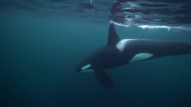 Orkalar kışın Norveç fiyortlarında ringa balığı avlarlar.