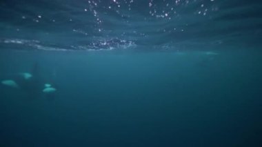 Orkalar kışın Norveç fiyortlarında ringa balığı avlarlar.