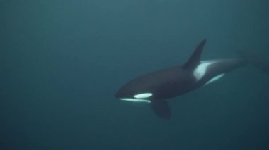 Orkalar kışın Norveç fiyortlarında ringa balığı avlarlar.