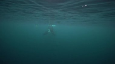 Orkalar kışın Norveç fiyortlarında ringa balığı avlarlar.