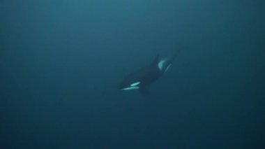 Orkalar kışın Norveç fiyortlarında ringa balığı avlarlar.