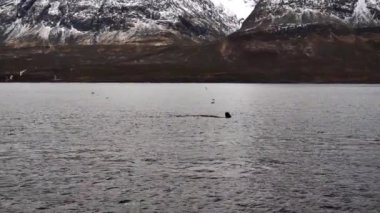 Orkalar kışın Norveç fiyortlarında ringa balığı avlarlar.