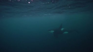 Orkalar kışın Norveç fiyortlarında ringa balığı avlarlar.