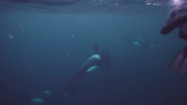 Orkalar kışın Norveç fiyortlarında ringa balığı avlarlar.