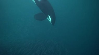 Orkalar kışın Norveç fiyortlarında ringa balığı avlarlar.