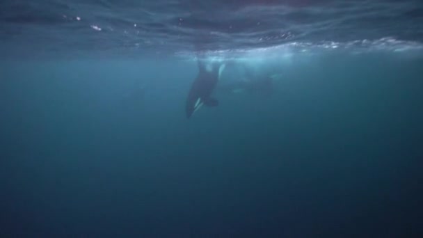 Orcas Jagen Winter Den Norwegischen Fjorden Nach Heringen — Stockvideo