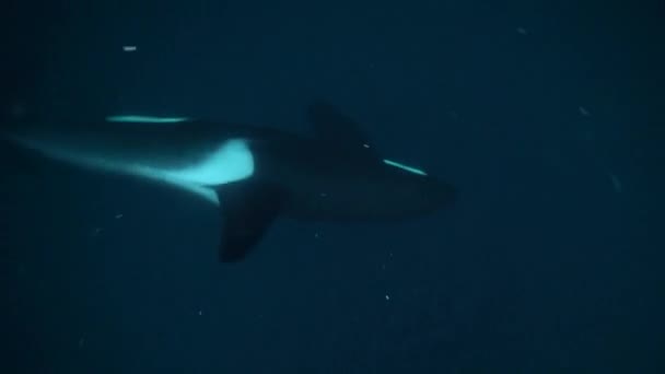 Orcas Jagen Winter Den Norwegischen Fjorden Nach Heringen — Stockvideo