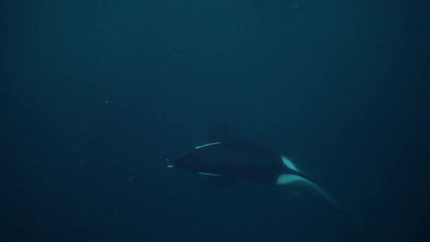 Las Orcas Cazan Arenques Los Fiordos Noruega Invierno — Vídeo de stock