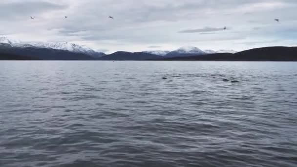 Orcas Berburu Untuk Ikan Haring Fjord Dari Utara Musim Dingin — Stok Video