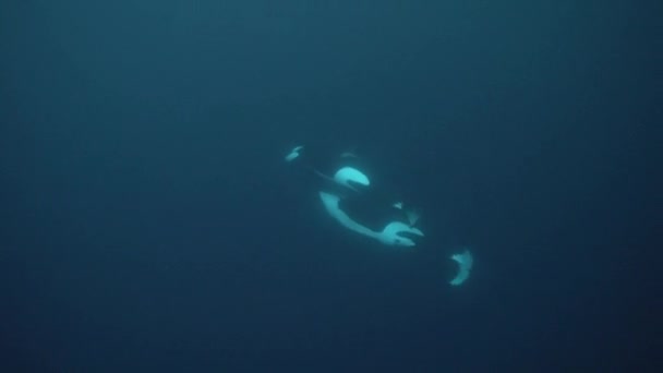 Les Orques Chassent Hareng Dans Les Fjords Nord Hiver — Video