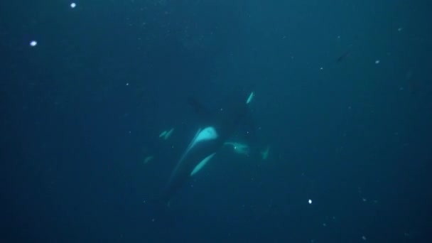 Orcas Jagen Winter Den Norwegischen Fjorden Nach Heringen — Stockvideo