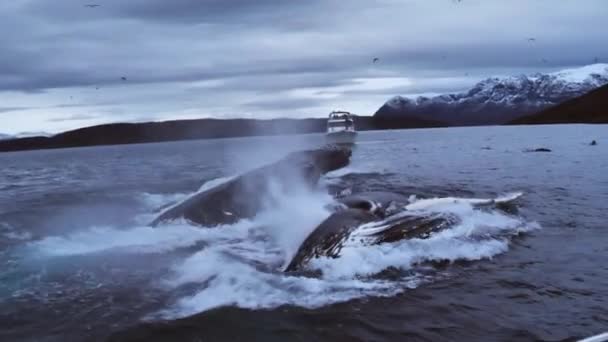 Горбатые Киты Кормятся Группе Сельди Фьордах Норвегии Зимой — стоковое видео