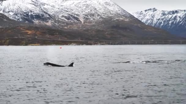 Orkász Vadászik Heringek Fjordok Norvégiai Télen — Stock videók