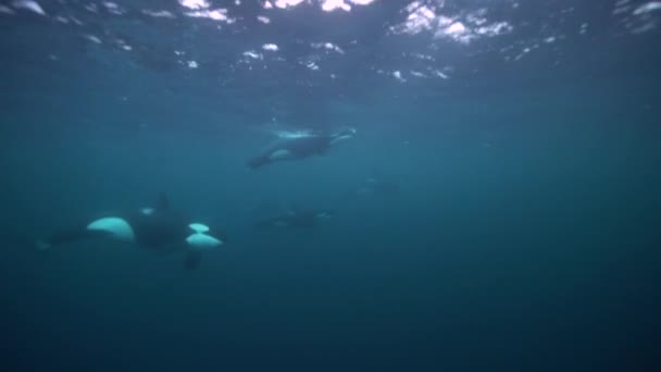 Orcas Caçam Arenques Nos Fiordes Norway Inverno — Vídeo de Stock