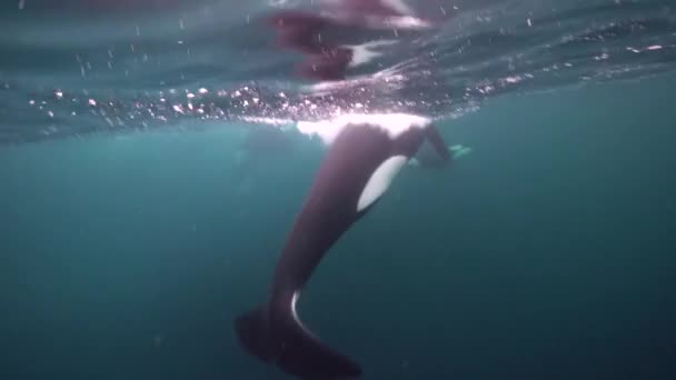 Las Orcas Cazan Arenques Los Fiordos Noruega Invierno — Vídeos de Stock