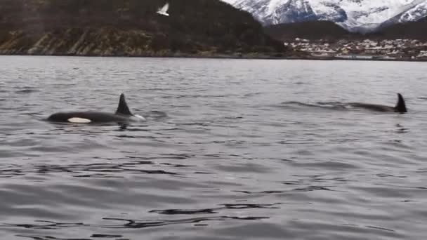 Orcas Jagen Winter Den Norwegischen Fjorden Nach Heringen — Stockvideo