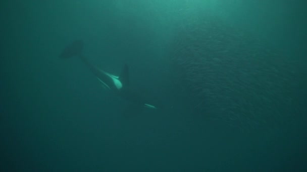 Orkalar Kışın Norveç Fiyortlarında Ringa Balığı Avlarlar — Stok video