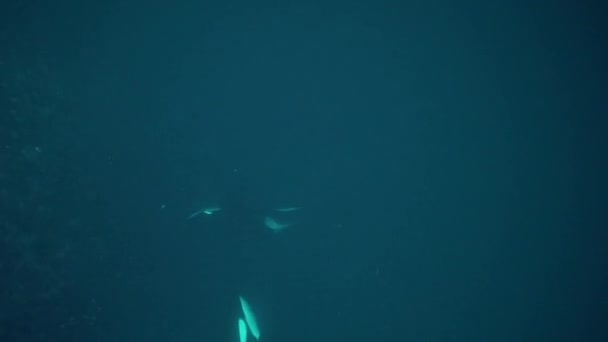 Orcas Jagen Winter Den Norwegischen Fjorden Nach Heringen — Stockvideo