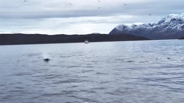 Las Orcas Cazan Arenques Los Fiordos Noruega Invierno — Vídeo de stock