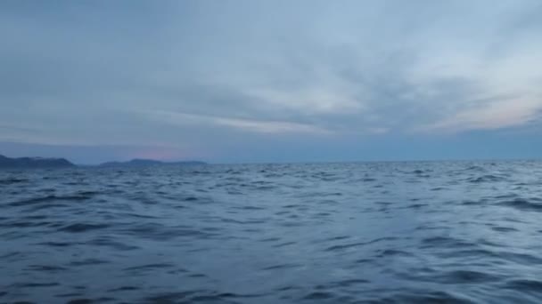 Orcas Hunt Herrings Fjords Norway Winter — Stock Video