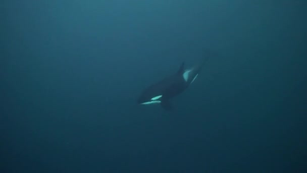 Orcas Jagen Winter Den Norwegischen Fjorden Nach Heringen — Stockvideo