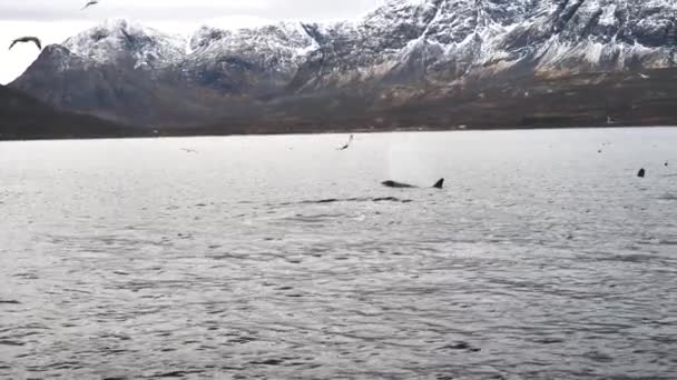 Косатки Охотятся Сельдь Фьордах Норвегии Зимой — стоковое видео
