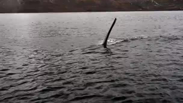Orcas Jagen Winter Den Norwegischen Fjorden Nach Heringen lizenzfreies Stockvideo