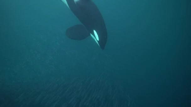 Las Orcas Cazan Arenques Los Fiordos Noruega Invierno — Vídeos de Stock