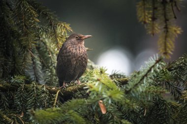 Bir ağaç üzerinde oturan kuş