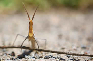 Kameraya bakarak yere garip böcek