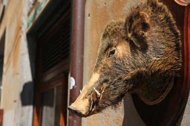 Pelüş domuzu, Orta Italya'nin bir şarküteri dışında asılı