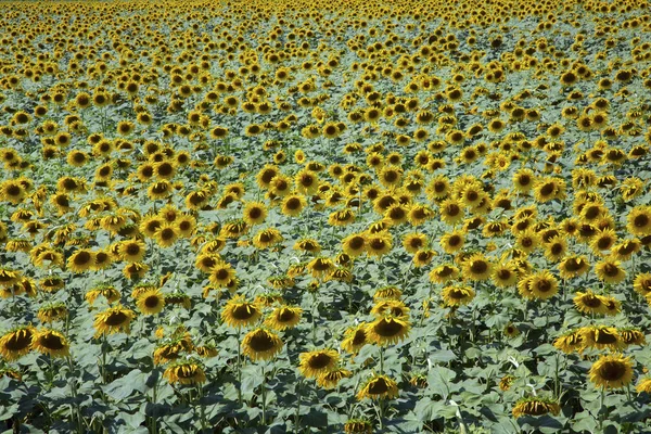 Campo Girassol Toscana Italia — Fotografia de Stock