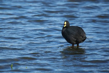 Red-gartered coot in chilean Patagonia clipart