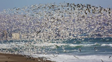 Arica, Şili'deki deniz kuşları çok sayıda