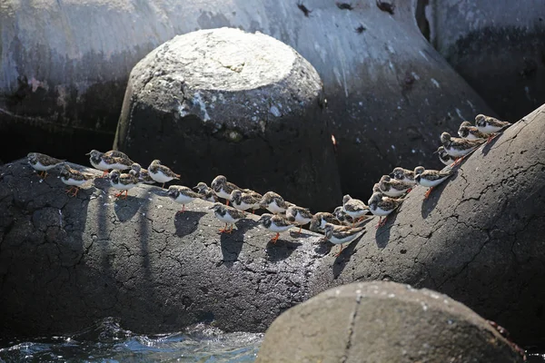 Manada Piedras Giratorias Ruddy Puerto Arica Chile — Foto de Stock