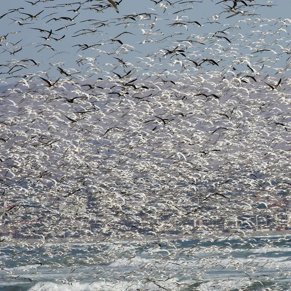 Migliaia Uccelli Marini Volanti Composizione Quadrata — Foto Stock