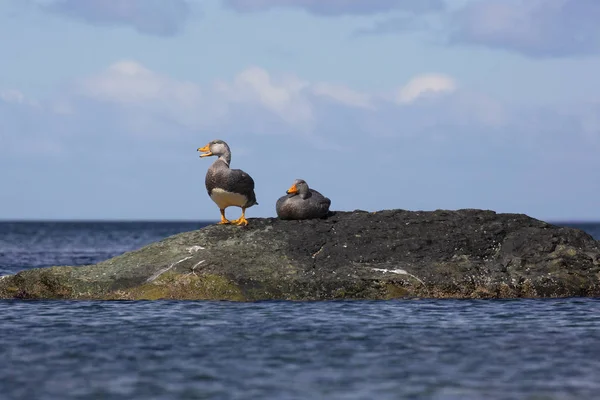 Casal Steamer Patos Flightless Patagônia Chilena — Fotografia de Stock