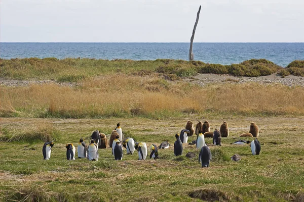 Kleine Kolonie Van Koning Pinguïns Chileense Tierra Del Fuego — Stockfoto